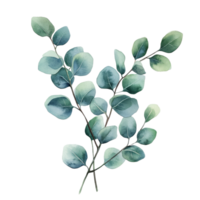 Beautiful watercolor depiction of eucalyptus branches displayed on a clean transparent background, eucalyptus plant on a transparent background png