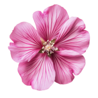 Top view of a vibrant single tree mallow flower showcasing delicate pink petals and intricate veining in natural light, various Single tree mallow flower top view and with isolated on transparent png