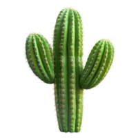 A tall green cactus with multiple arms stands alone against a transparent background, emphasizing its unique appearance, cactus isolated on transparent png