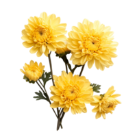 Bright yellow chrysanthemums arranged beautifully on a transparent background for an elegant floral display, yellowc hrysanthemums on transparent background png