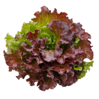 Fresh red oak leaf lettuce atop a clean transparent background for culinary use or healthfocused presentations, red oak leaf lettuce on transparent background png