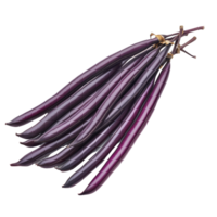 Fresh purple long beans arranged artistically on a clean transparent background for culinary presentation and inspiration, Purple long bean isolated on transparent background png
