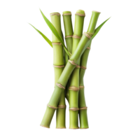 Fresh bamboo shoot isolated on a transparent background showcasing its vibrant green color and texture, bamboo shoot isolated on transparent background png