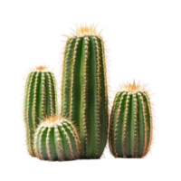 Healthy green cacti of various sizes arranged separately on a bright transparent background, Multiple cactus isolated on transparent background png