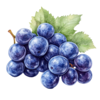 Blue grapes piled on a transparent background with vibrant green leaves for a fresh look, Blue Grapes on transparent background png