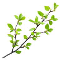 fresco verde Primavera galho com vibrante folhas isolado em uma transparente fundo para botânico ilustrações, Primavera galho com verde folhas isolado em transparente fundo png