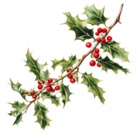 Holly branch adorned with vibrant red berries against a simple transparent background, Holly Branch with Red Berries on transparent background png