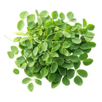 Fresh moringa leaves arranged neatly on a transparent background highlighting their vibrant green color and texture, Moringa isolated on transparent background png
