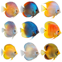 A vibrant collection of discus fish showcasing unique patterns and colors against a transparent background, discus fish isolated on transparent background png