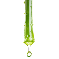 Aloe vera plant dripping with fresh gel against a clean transparent background, Aloe vera dripping over transparent background png
