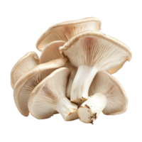 Fresh oyster mushrooms isolated against a clean transparent background highlighting their unique shape and texture, oyster mushroom isolated on transparent background png