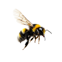 Stunning macro shot of a bumblebee in flight against a clean transparent background, a stunning bumblebee flying macro shot isolated on transparent background png