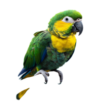 A cute baby parrot perched on a tree branch against a bright transparent background, showcasing its vibrant colors and playful demeanor, Cute baby parrot on tree branch transparent background. parrot png