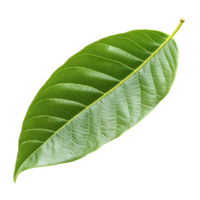 Vibrant mango leaf isolated on a clean transparent background showcasing its intricate texture and distinctive shape, Mango leaf isolated on transparent background png