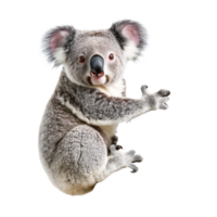 A cute koala clings to a branch against a clean transparent background in a tranquil moment of rest, koala on a branch isolated transparent background png