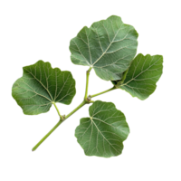 Fresh organic fig vine leaf branch on a clean transparent background showcasing its vibrant green color and texture, Fresh organic fig vine leaf branch on transparent background. Fig leaves png