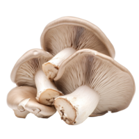 Fresh oyster mushrooms displayed against a clean transparent background highlighting their unique shape and texture, Oyster Mushroom on transparent background png