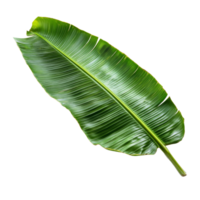 Fresh banana leaf resting on a transparent background showcasing its vibrant green color and unique texture, fress banana leaf on transparent backgroundfile png