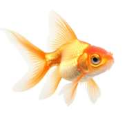 A vibrant goldfish swims gracefully in a clear space against a transparent background, showcasing its vivid colors and fins, goldfish carassius auratus isolated on transparent background png