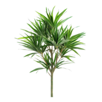 Pandanus palm with long, slender leaves isolated against a bright transparent background for focus and clarity, Pandanus Palm isolated on transparent background png