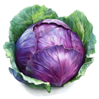 A large, fresh purple cabbage is prominently displayed, nestled within its vibrant green leaves, Purple cabbage on transparent background png
