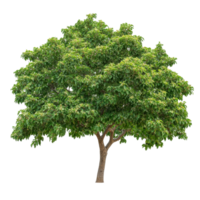 Soap nut tree standing alone on a transparent background with abundant green foliage and sturdy branches, Soap nut tree isolated on transparent background png