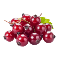 Bengal currant berries arranged on a transparent background with a touch of green transparent, Bengal Currant on transparent background png