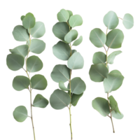 Eucalyptus leaves arranged on a transparent background showcasing their natural beauty and vibrant colors, Eucalyptus leaves on a transparent background png