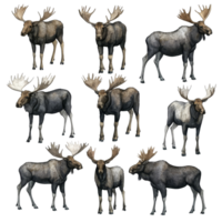Majestic moose in various poses showcasing their beauty in a serene wilderness setting, Set Majestic Moose, Wild Animals in Various Poses, Isolated on transparent background png
