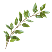 A laurel crown twig with vibrant green leaves isolated on a bright transparent background for clear visual impact, laurel crown twig isolated on transparent background png