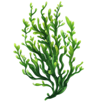 Illustration of green seaweed depicting various types of aquatic marine algae in a vibrant underwater setting, Green Seaweed Illustrations, Aquatic Marine Algae on transparent background png