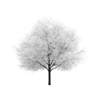 A pristine, isolated tree stands alone against a transparent background, showcasing its elegant branches and delicate leaves, tree isolated on transparent png