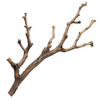 Natural dry wood branch isolated on clean transparent background showcasing unique textures and shapes, Dry wood branch isolated on transparent background. Treewood branch transparent background png