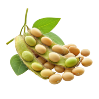Fresh and vibrant soybeans with pods and leaves isolated against a clean background, Soybeans isolated png