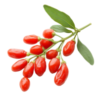 Fresh goji berries on a branch against a clean transparent background highlighting their vibrant color and natural beauty, Goji berries isolated on transparent background png