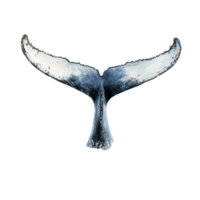 Humpback whale tail splashes water in the oceans glimmering surface at dusk, Humpback Whale Tails Splashing Water on transparent background png