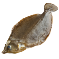 Sole fish displayed on a clean transparent background emphasizing its unique shape and texture in a culinary presentation, Sole Fish on transparent background png