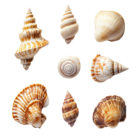 A collection of exotic beach seashells arranged artistically on a pure transparent background for a stunning natural display, Exotic Beach Seashells on transparent background png