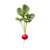 Fresh radish with green leaves on a plain transparent background showcasing its vibrant color and natural form, radish on transparent background png