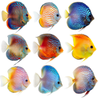 A vibrant collection of discus fish showcasing their unique patterns and colors against a clean transparent background, discus fish isolated on transparent background png