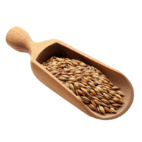 Freshly harvested barley grains in a wooden scoop on a bright transparent background for natural food display, grain barley in wood scoop on transparent background png