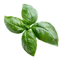 Fresh basil leaves on a transparent background for culinary and herbal uses, Bbasil leaf transparent background. Basil leaves transparent background png