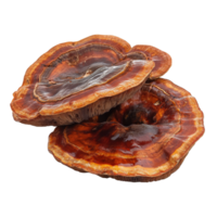 Lingzhi mushroom Ganoderma lucidum showcasing its rich, woody texture against a transparent background, Lingzhi Mushroom Ganoderma Lucidum isolated on transparent background png