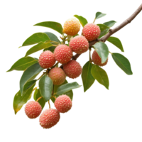 Litchi branch bearing ripe fruit on a transparent background creating a refreshing and vibrant display, Branch of delicious Litchi on transparent background cutouts png