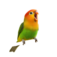 A vibrant lovebird singing joyfully on a branch against a clean transparent backdrop, Lovebird singing on branch isolated on transparent background or transparent backgroud png