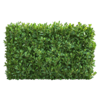 Elegant green trimmed bush hedge providing a natural fence in a garden setting, green trimmed bush hedge fencing, file of isolated object with shadow on transparent background png