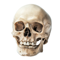 A detailed human skull isolated on a transparent background showcasing skeletal structure, A Human Skull Isolated on a transparent background png