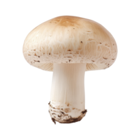 Fresh transparent mushroom isolated against a clean transparent background showcasing its smooth cap and sturdy stem, transparent mushroom isolated on transparent background png