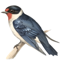 Detailed botanical illustration of a swallow bird perched elegantly on a branch against a transparent background, Swallow Bird Botanical Illustration on transparent background png