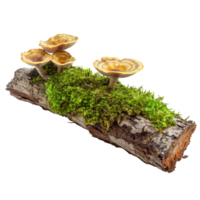 Green moss covers a rotten branch adorned with mushrooms in a natural setting, Green moss on rotten branch with mushroom template, isolated transparent background png